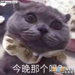 今晚那个吗猫咪图片老鸽稳表情包下载乐游网游戏下载