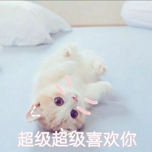 壁纸头像超可爱搞笑猫咪表情包