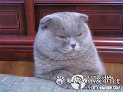 百变猫咪给力表情令你喷饭