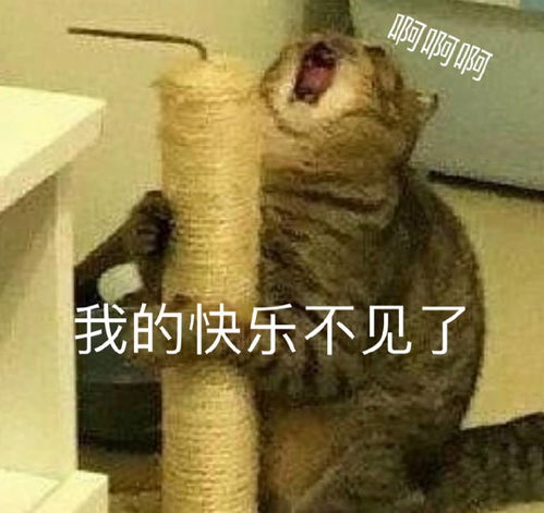 表情包哈哈哈啊我的快乐不见了你为什么不回我在线卑微骗子