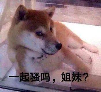 汪星人表情包第12期狗子的脑子里整天都在想些什么