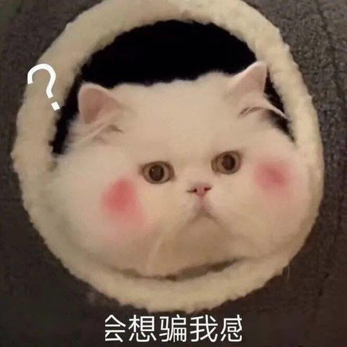 表情包动图事已至此,先吃饭吧