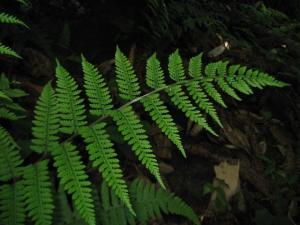 大地柏枝