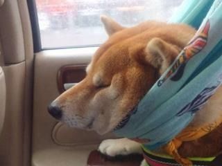 搞笑表情包视频柴犬