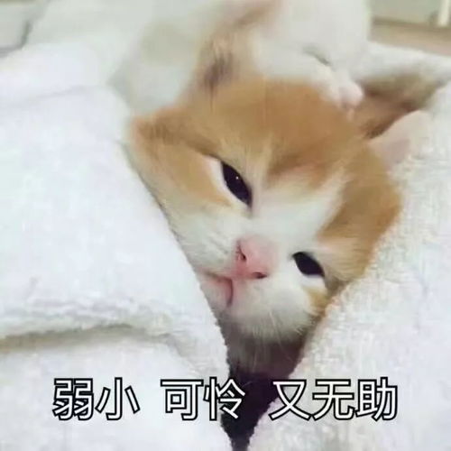 这是一条可爱搞怪的表情包合集