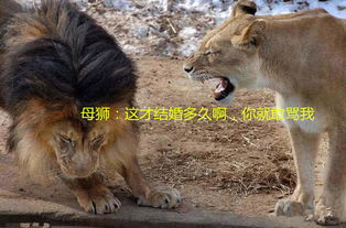 雄狮教训小狮子,母狮不爽怒吼老公,没想到雄狮的表情笑喷众人