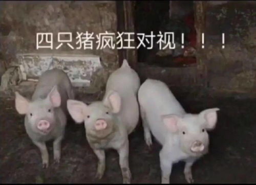猪的搞笑图片表情群主