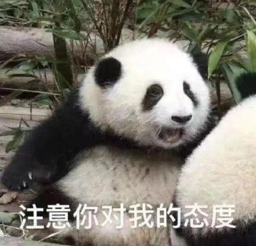 超级搞笑的表情包图片熊猫