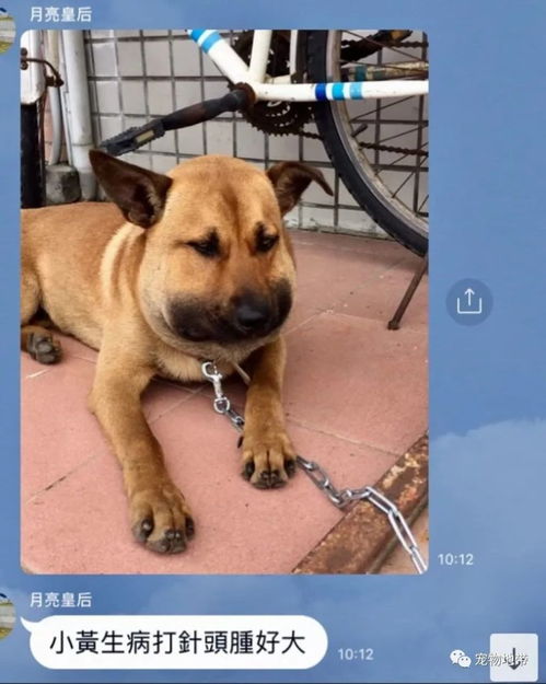 狗狗打针过敏变大包子网友我家的吃蜜蜂更惨