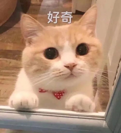 搞笑表情包搞笑表情包动图沙雕0704期
