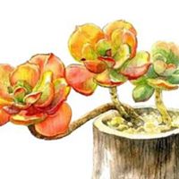 手绘多肉植物头像唯美微信头像图片大全