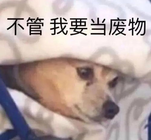 表情包大乱斗一定有你喜欢的噢