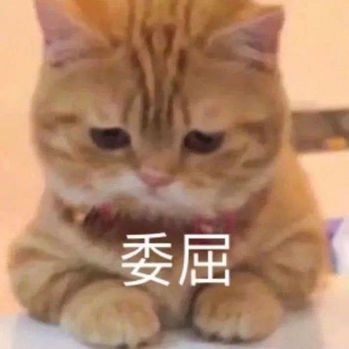 表情包搞笑来一波
