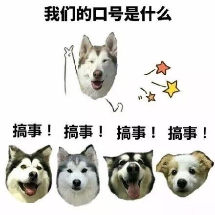 表情图片搞笑狗狗