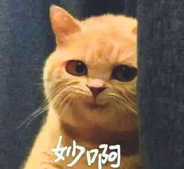 qq表情包下载qq表情包大全腾讯qq表情包当易网