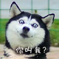 二哈,你值得拥有