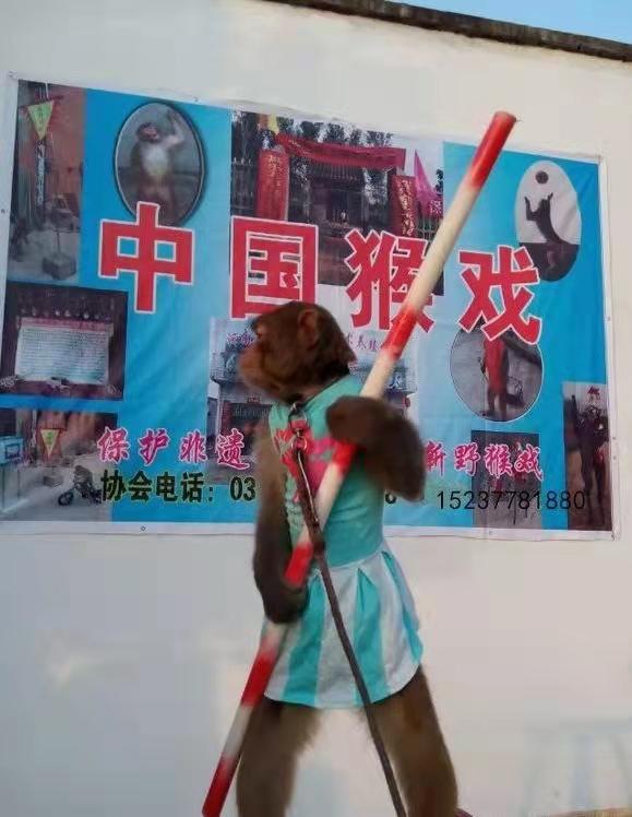 中国猴戏之乡的变迁社会纪实