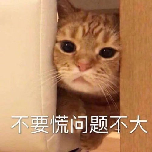 微信搞笑表情包这是小猫咪能看的吗