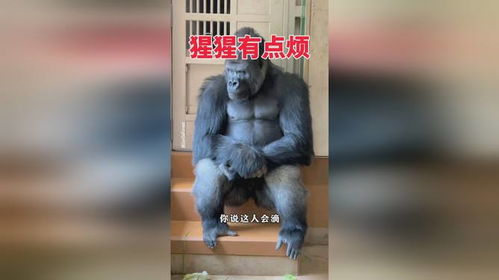 从猩猩的表情可以看出,此时它心很烦躁