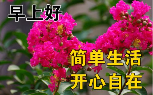1月28日最漂亮早上好动态表情图片大全,早晨好动图美图大全