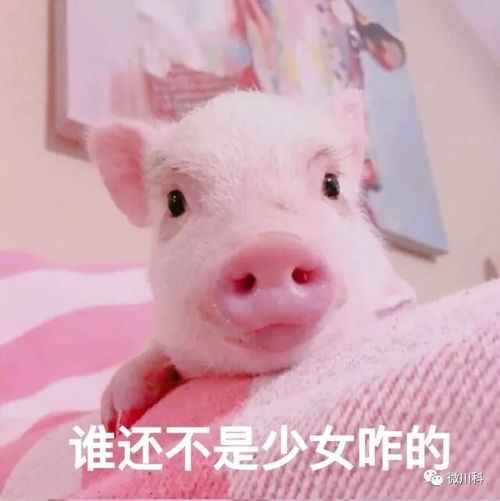 大年初三,小科用42个萌猪表情包向你拜年