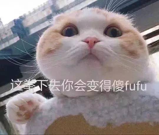 沙雕搞笑表情包图片猫咪