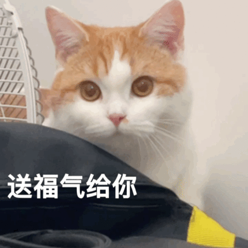 老板给钱老板给钱老板给钱丨第307期喵表情包