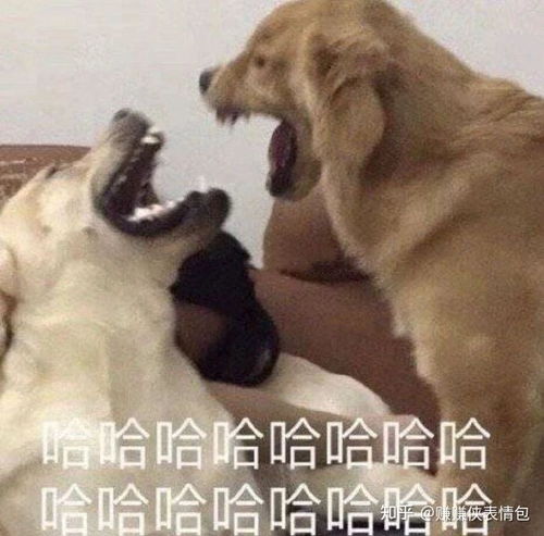 搞笑表情包图片让你知道什么叫,哈哈哈哈哈哈