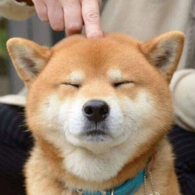 搞笑表情图片柴犬