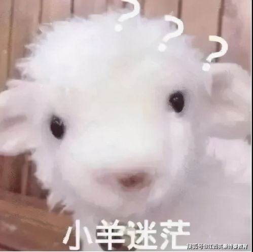 未来哪些教资科目的老师最受欢迎