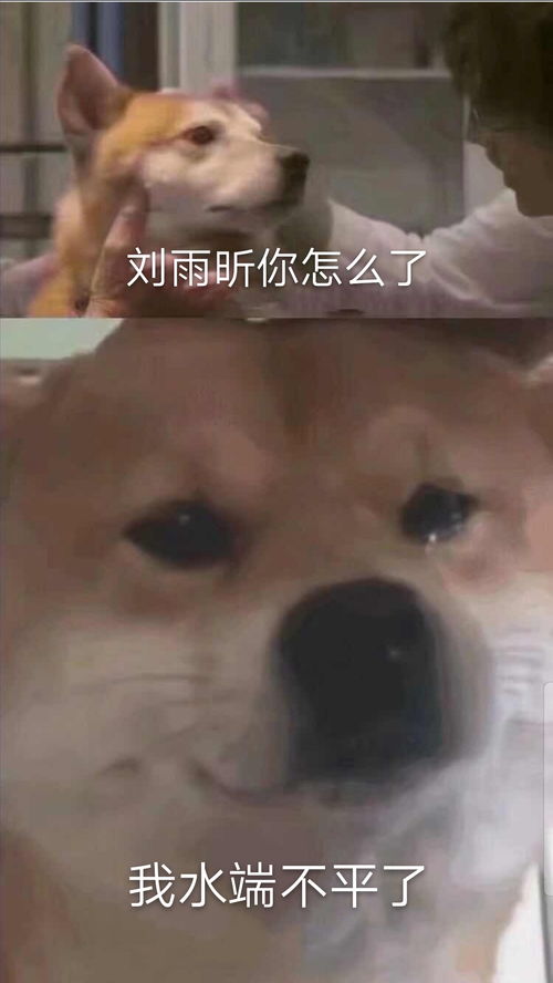 水来个表情包助兴