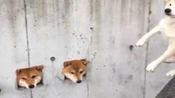 墙洞中露出三个脑袋,三只萌q柴犬伸头搞怪向路人打招呼