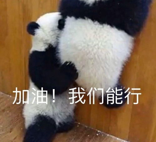 加油搞笑表情包考研