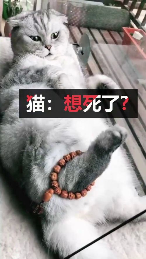 这是最经典的表情了,看到这一幕,太搞笑了