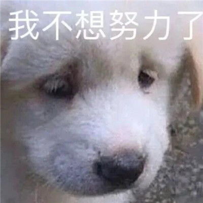 微信必备的斗图沙雕表情精选合集遇到困难睡大觉搞笑表情2021
