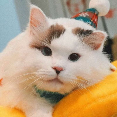 可爱猫咪宠物头像