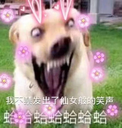 动物表情包搞笑沙雕动物