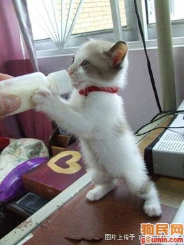 表情包搞笑配字猫咪