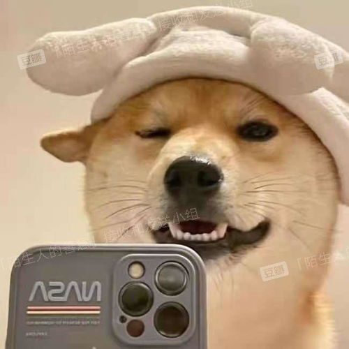 有没有一些柴犬或二哈超可爱的壁纸或头像