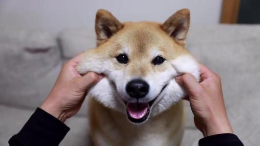 同样是土狗,为什么日本的柴犬价格那么高
