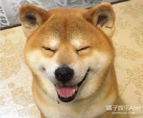 我的表情包柴犬去世了