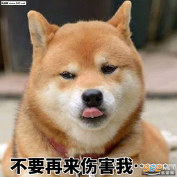 不要再来伤害我柴犬表情包大全我警告你给我收敛点柴犬表情包带字下载乐游网游戏下载