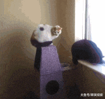 搞笑gif动态图这像极了爱情从妹子的表情就可以看出来了