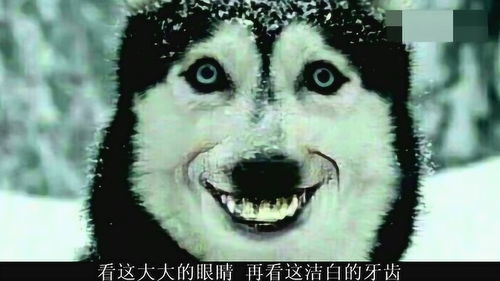 唉呀妈呀,这造型,你就是最美哈士奇吧