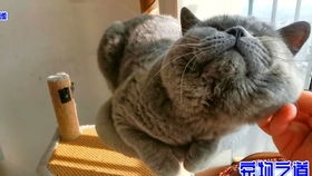 主人刚进房间,几只胖猫就凑过来要肉吃,胖公猫的表情变化太好玩
