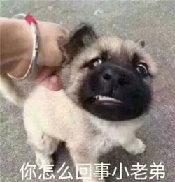 最全沙雕狗子表情包合辑年度最傻狗子都在这儿了
