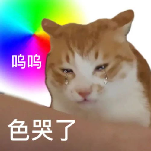 炫彩色色小猫咪表情包