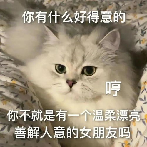 超甜的猫猫表情包报告今天也超想你的