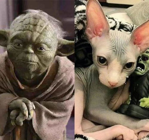 盘点那些经典动漫里的猫咪它们的品种你都猜对了没