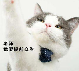 萌猫高能搞笑表情包高考来了